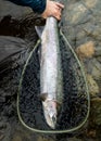 Alaska Wild Steelhead fish Royalty Free Stock Photo