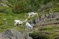 Alaska Wildlife Conservation Center Royalty Free Stock Photo