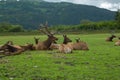 Alaska Wildlife Conservation Center