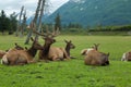 Alaska Wildlife Conservation Center Royalty Free Stock Photo