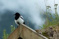 Alaska Wildlife Conservation Center Royalty Free Stock Photo