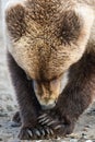 Alaska Young Brown Grizzly Bear Eating A Royalty Free Stock Photo