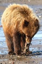 Alaska Young Brown Grizzly Bear Eating Fish Royalty Free Stock Photo