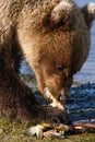 Alaska Young Brown Grizzly Bear Eating A Fish