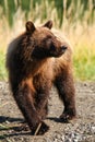 Alaska Young Brown Grizzly Bear in Sunshine Royalty Free Stock Photo