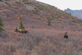 Alaska Yukon Bull and Cow Moose in Denali N.P. Royalty Free Stock Photo