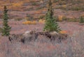 Alaska Yukon Bull and Cow Moose Rutting Royalty Free Stock Photo