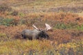 Alaska Yukon Bull Moose in Autumn in Alaska Royalty Free Stock Photo