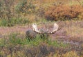 Alaska Yukon Bull Moose in Autumn Royalty Free Stock Photo