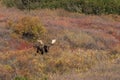 Alaska Yukon Bull Moose in Fall in Denali National Park Royalty Free Stock Photo