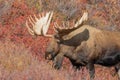 Alaska Yukon Bull Moose Close Up in Autumn Royalty Free Stock Photo
