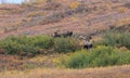 Alaska Yukon Bull Moose in Denali N.P. in Autumn Royalty Free Stock Photo