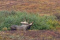 Alaska Yukon Bull Moose in Autumn in Denali N.P. Royalty Free Stock Photo