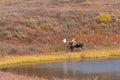 Alaska Yukon Bull Moose in Denali National Park Royalty Free Stock Photo