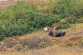 Alaska Yukon Bull Moose in Denali National Park Royalty Free Stock Photo