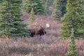 Alaska Yukon Bull Moose in Denali National Park Royalty Free Stock Photo