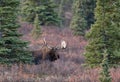 Alaska Yukon Bull Moose in Denali National Park Royalty Free Stock Photo