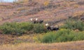 Alaska Yukon Bull Moose in Fall in Denali N.P. Royalty Free Stock Photo