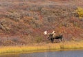 Alaska Yukon Bull Moose in Fall in Denali National Park Royalty Free Stock Photo