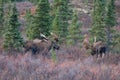 Alaska Yukon Bull Moose during the Rut in Denali National Park Royalty Free Stock Photo