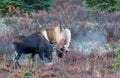 Alaska Yukon Bull Moose Fighting in Autumn in Denali National Park Alaska Royalty Free Stock Photo