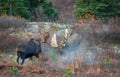 Alaska Yukon Bull Moose Fighting in Autumn in Denali National Park Alaska Royalty Free Stock Photo