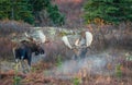 Alaska Yukon Bull Moose Fighting in Autumn in Alaska Royalty Free Stock Photo