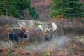 Alaska Yukon bull Moose Fighting in Autumn Royalty Free Stock Photo