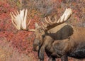 Alaska Yukon Bull Moose Portrait in Autumn Royalty Free Stock Photo