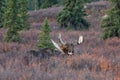 Alaska Yukon Bull Moose during the Rut in Autumn in Denali National Park Royalty Free Stock Photo