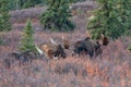 Alaska Yukon Bull Moose during the Rut in Denali National Park Royalty Free Stock Photo