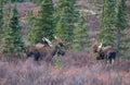 Alaska Yukon Bull Moose during the Rut in Fall in Denali National Park Royalty Free Stock Photo