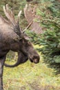 Alaska Bull Moose in Velvet Close Up Royalty Free Stock Photo