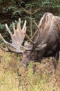 Bull Alaska Yukon Moose in Velvet Royalty Free Stock Photo