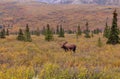 Alaska-Yukon Bull Moose in Velvet in Fall Royalty Free Stock Photo