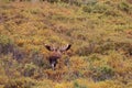 Alaska-Yukon Bull Moose in Velvet Walking Away Royalty Free Stock Photo