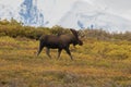 Big Alaska Yukon Bull Moose in Velvet Royalty Free Stock Photo