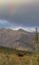 Alaska=Yukon Bull Moose in Velvet and Rainbow Royalty Free Stock Photo