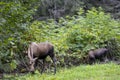 Alaska Yukon Cow and Calf Moose in Autumn in Alaska Royalty Free Stock Photo