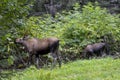 Alaska Yukon Cow and Calf Moose in Alaska in Autumn Royalty Free Stock Photo