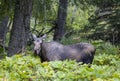 Alaska Yukon Cow Moose in Alaska in Autumn Royalty Free Stock Photo