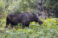 Alaska Yukon Cow Moose in Alaska in Autumn Royalty Free Stock Photo