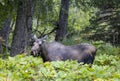 Alaska Yukon Cow Moose in Alaska in Fall Royalty Free Stock Photo