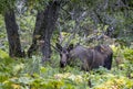 Alaska Yukon Cow Moose in Fall in Alaska Royalty Free Stock Photo