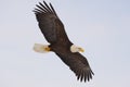Alaskan Bald Eagle Royalty Free Stock Photo