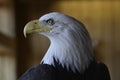 Alaskan bald eagle