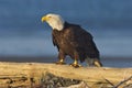 Alaskan Bald Eagle, Haliaeetus leucocephalus