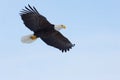 Alaskan Bald Eagle, Haliaeetus leucocephalus