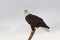 Alaskan Bald Eagle, Haliaeetus leucocephalus