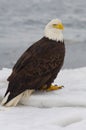 Alaskan Bald Eagle, Haliaeetus leucocephalus